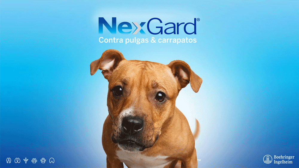 Nexgard Cães De 10,1 A 25kg 3 Tablet Antipulgas Carrapatos