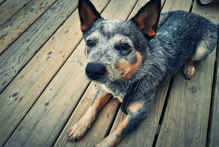 Blue heeler best sale cachorro