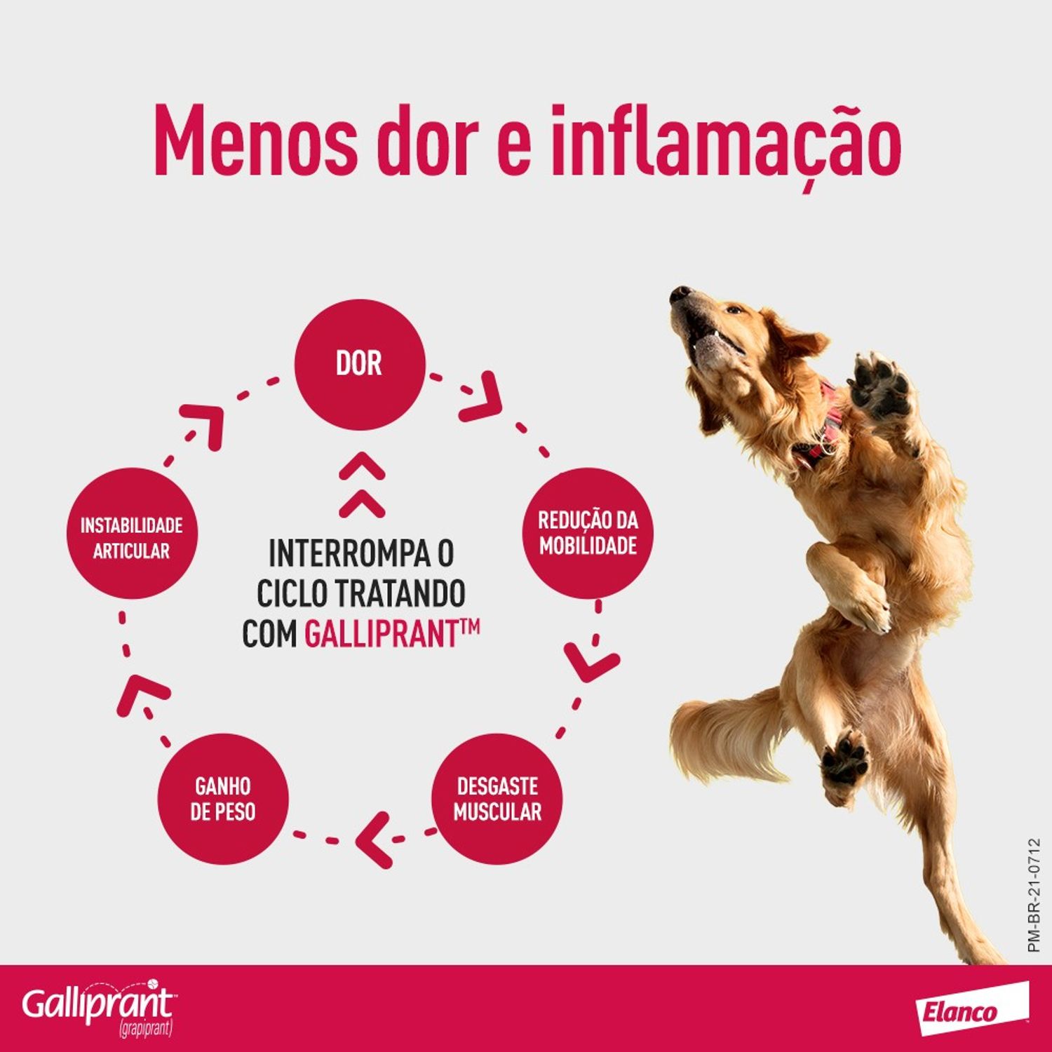 Galliprant 100mg Anti-inflamatório para Cachorro menos dor