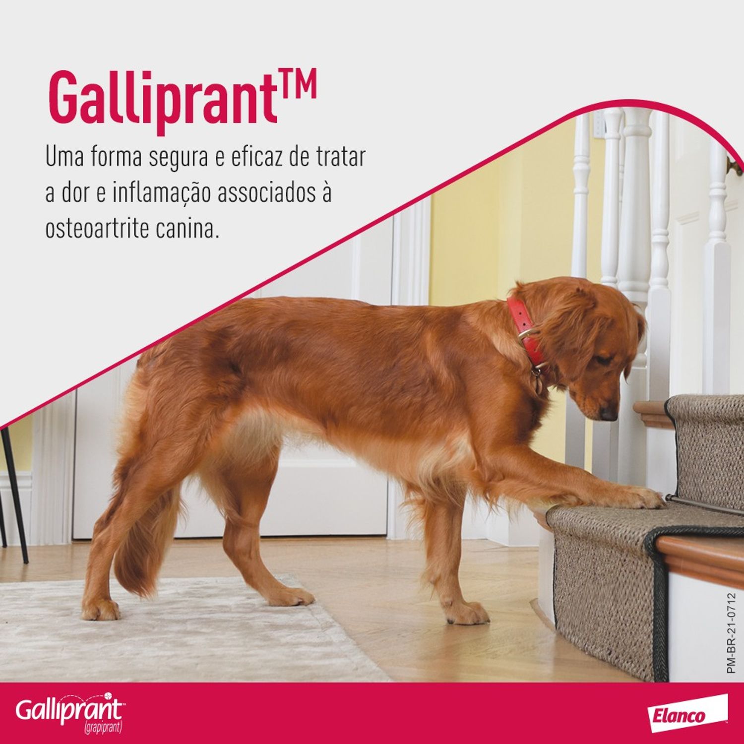 Anti-inflamatorio-para-Cachorro-Galliprant-60-mg