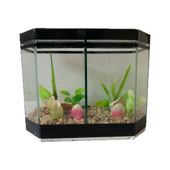 Beteira Curitiba Lester Faixa Preta