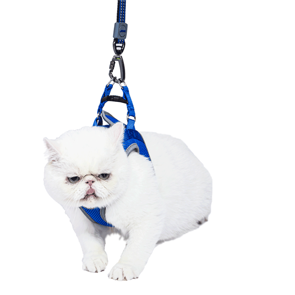 Peitoral Cães Athletic Fit Doco Azul