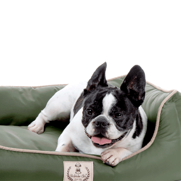 Cama-Barcelona-Bichinho-Chic-Verde-Detalhes-com-Pet-Deitado
