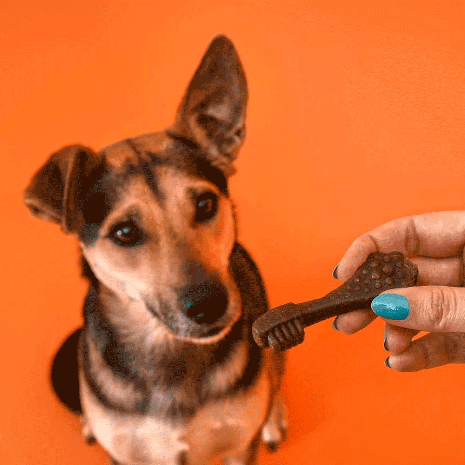 Petisco Dogfy Dental para Cães