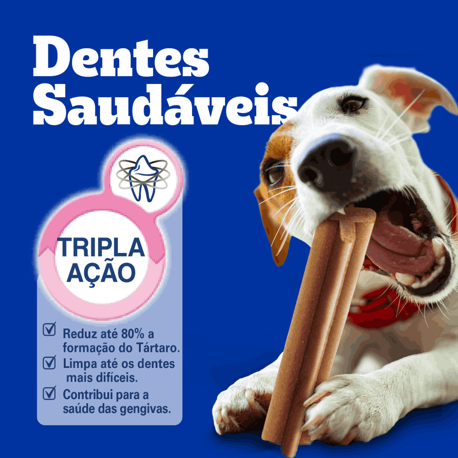 Novo-Projeto--6-