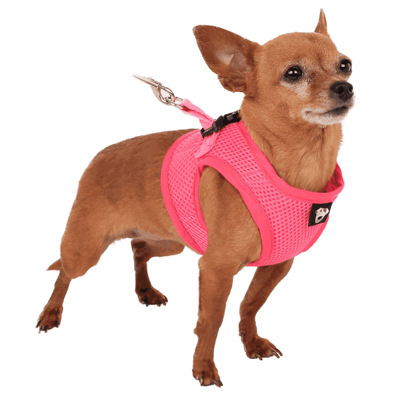 peitoral  com guia rosa no cachorro