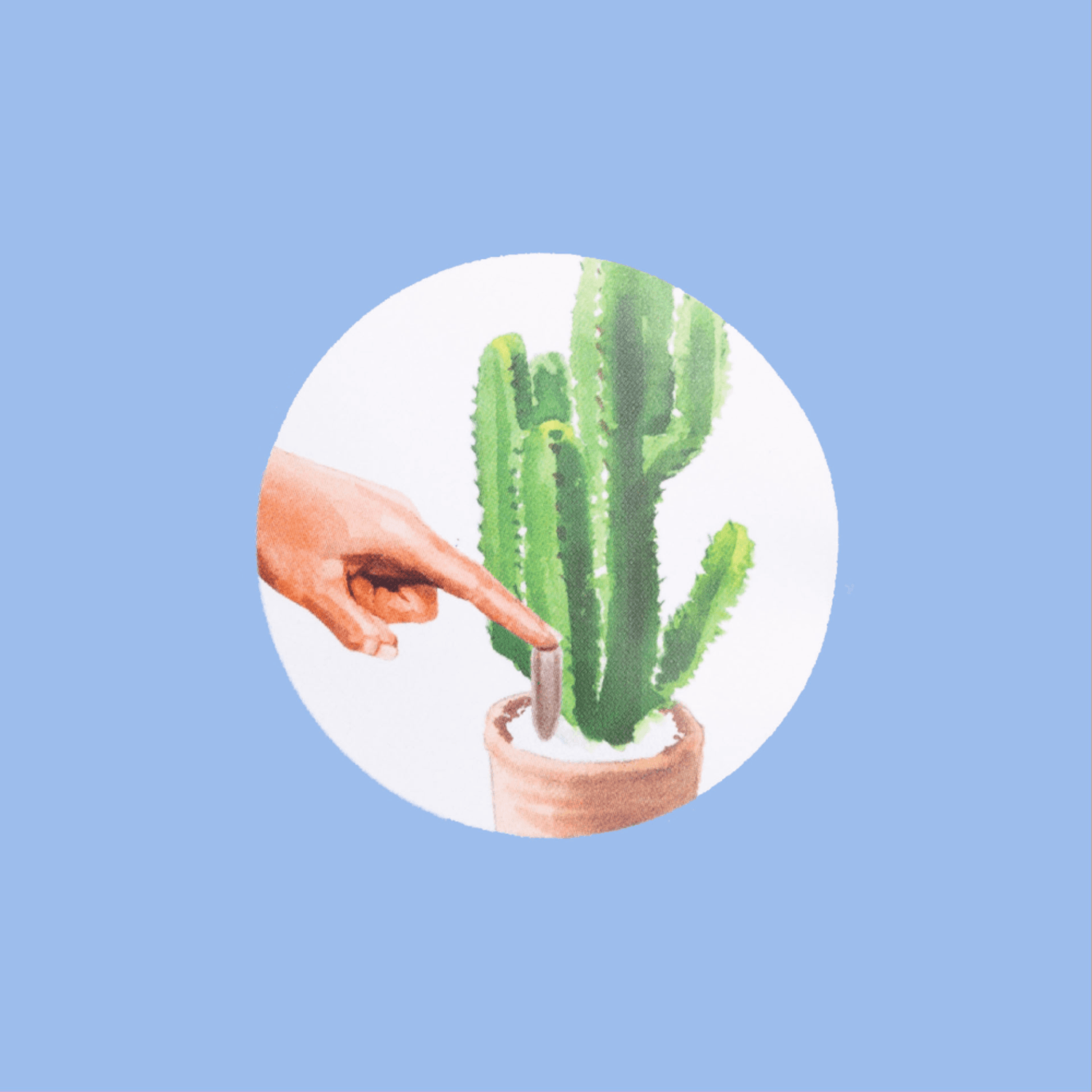 Mr. Spike Cactos, Rosa do Deserto e Suculentas Como Usar