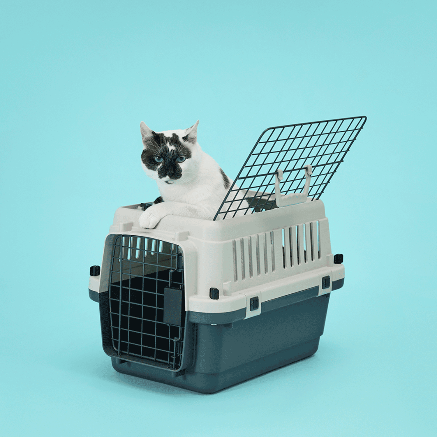 Gatinho-dentro-da-Caixa-de-Transporte-Open-Top-C-Pet
