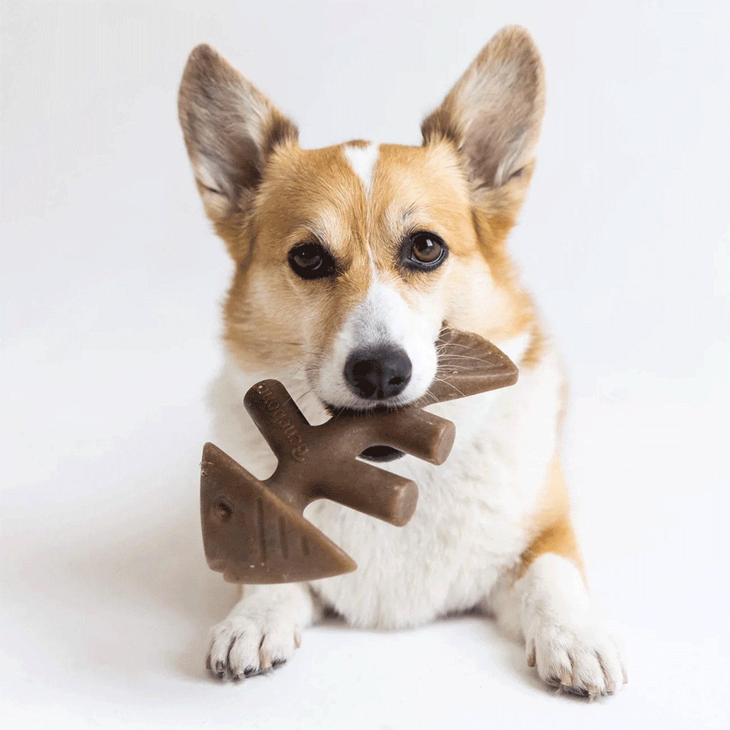 Brinquedo Benebone Fishbone  cachorro com o mordedor