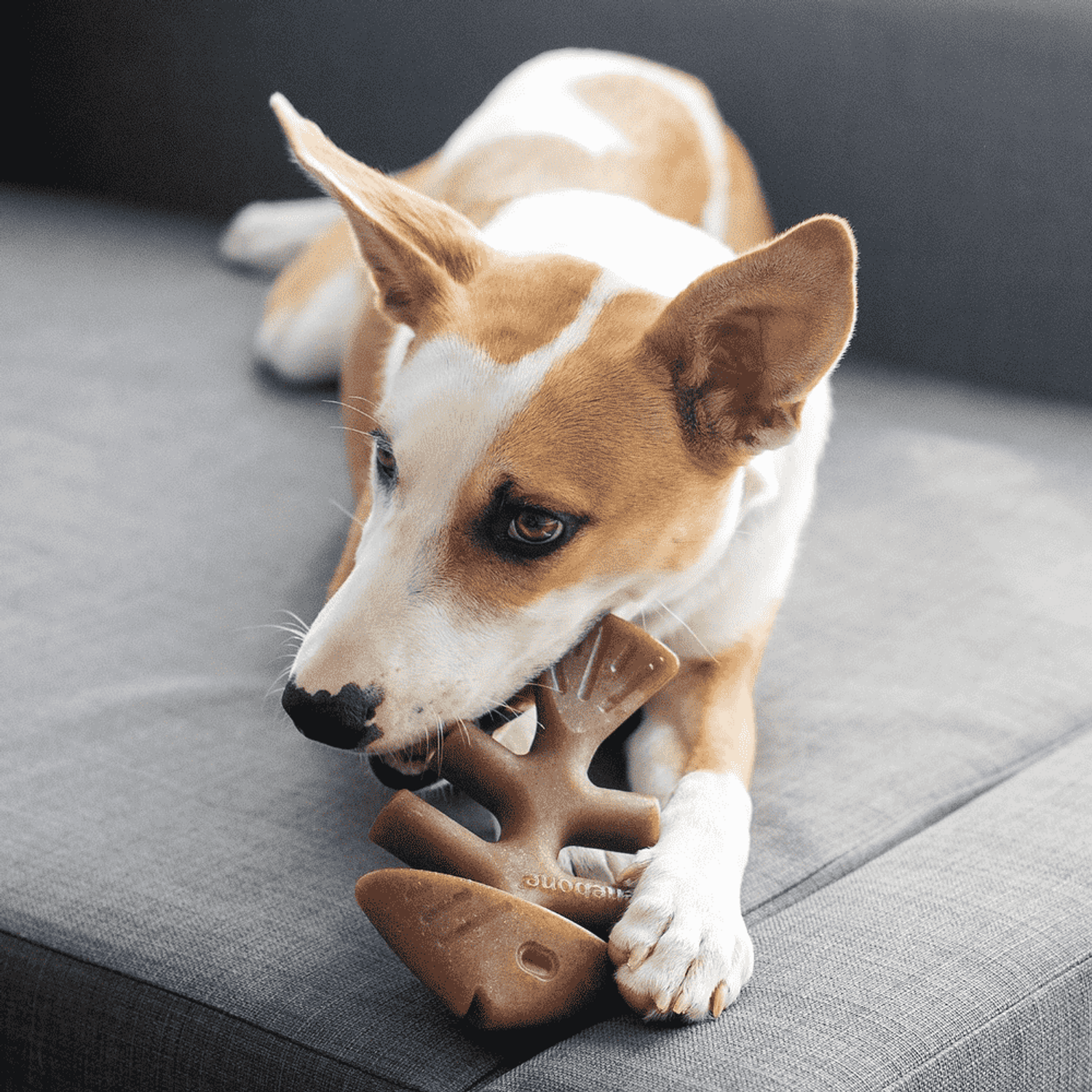 Brinquedo Benebone Fishbone  cachorro com o mordedor