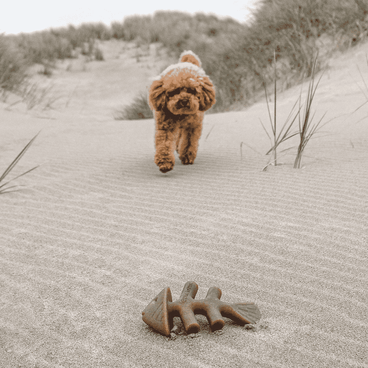 Brinquedo Benebone Fishbone cachorro