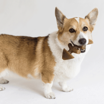 Brinquedo Benebone Fishbone cachorro com o mordedor