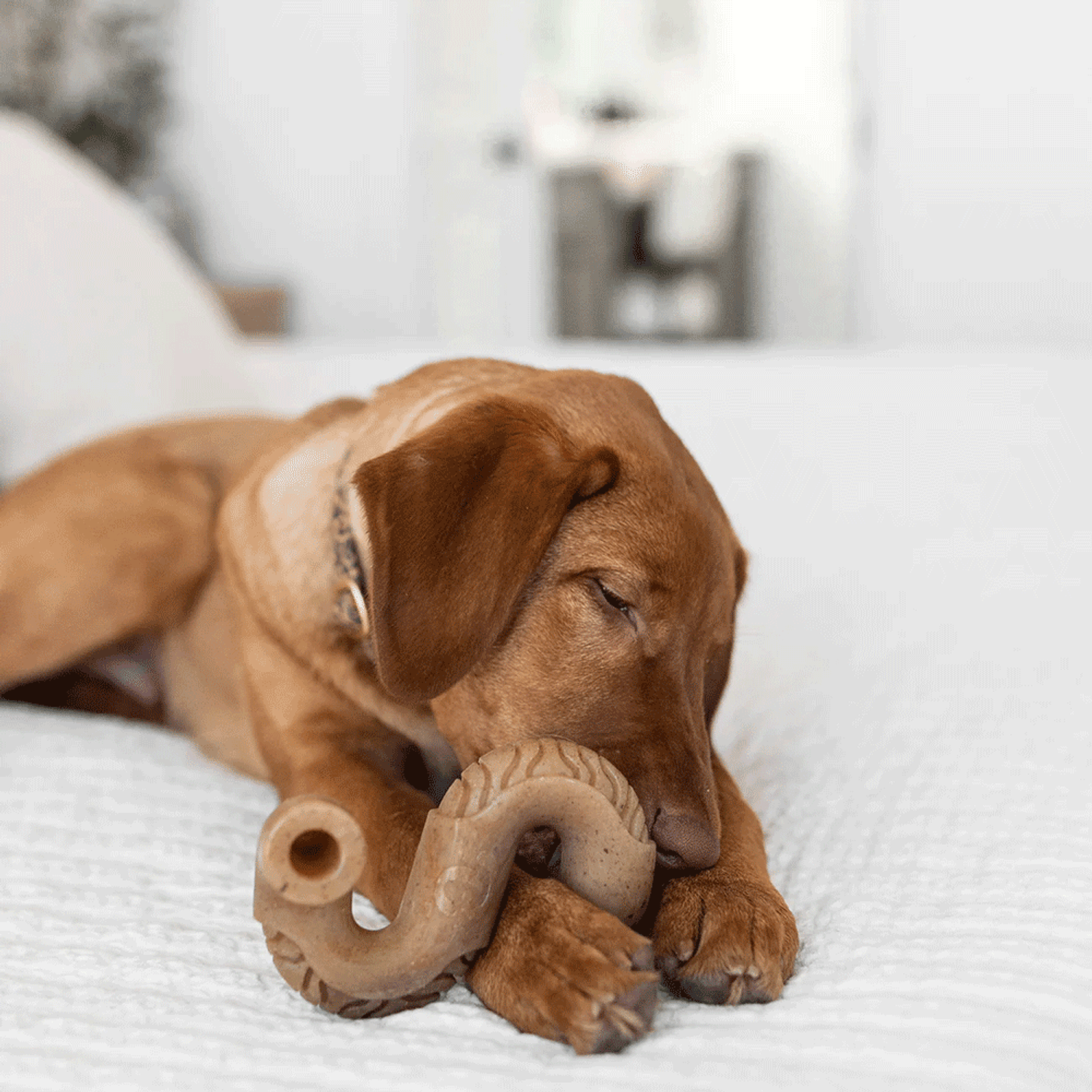 Brinquedo Benebone Tripe Bone - cão pequeno
