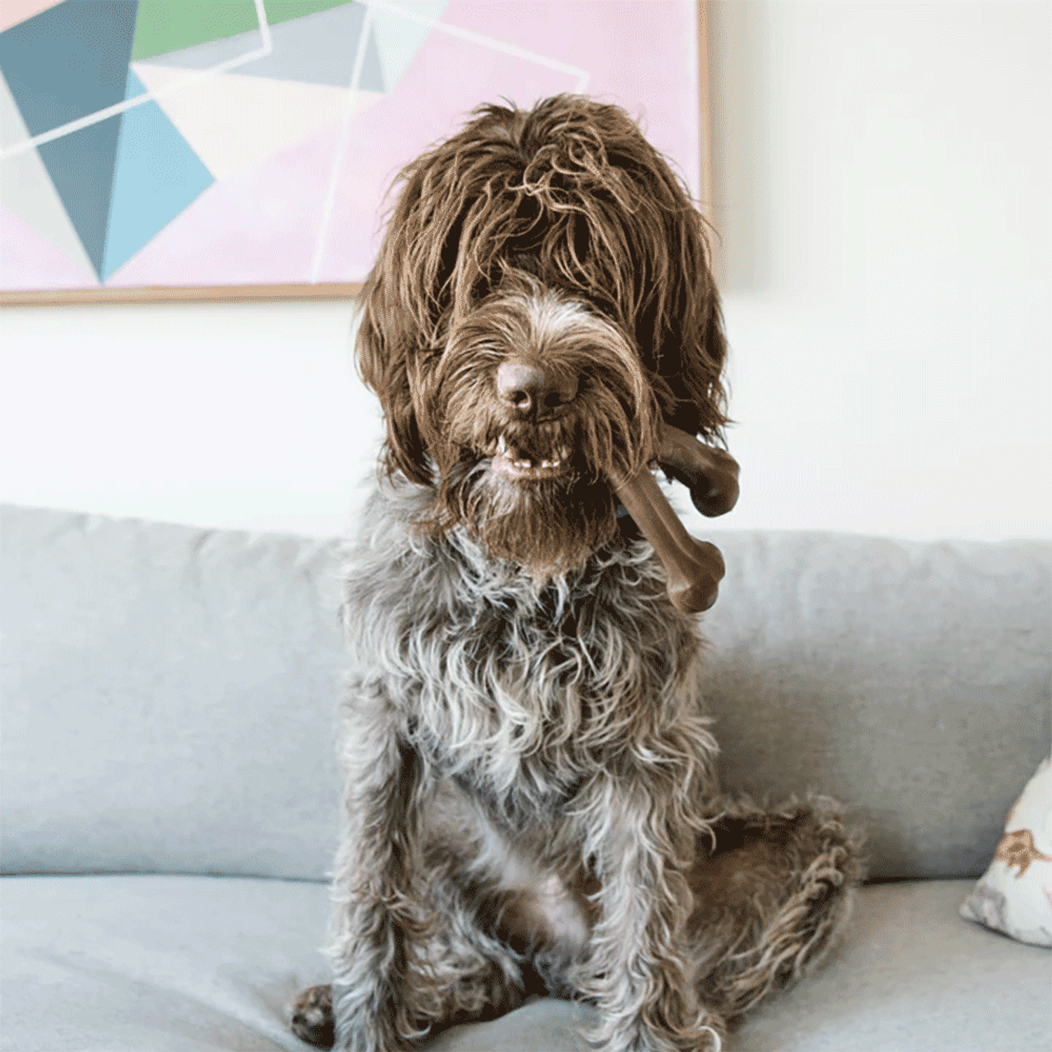 Brinquedo Benebone Wishbone Bacon - Cachorro com o brinquedo