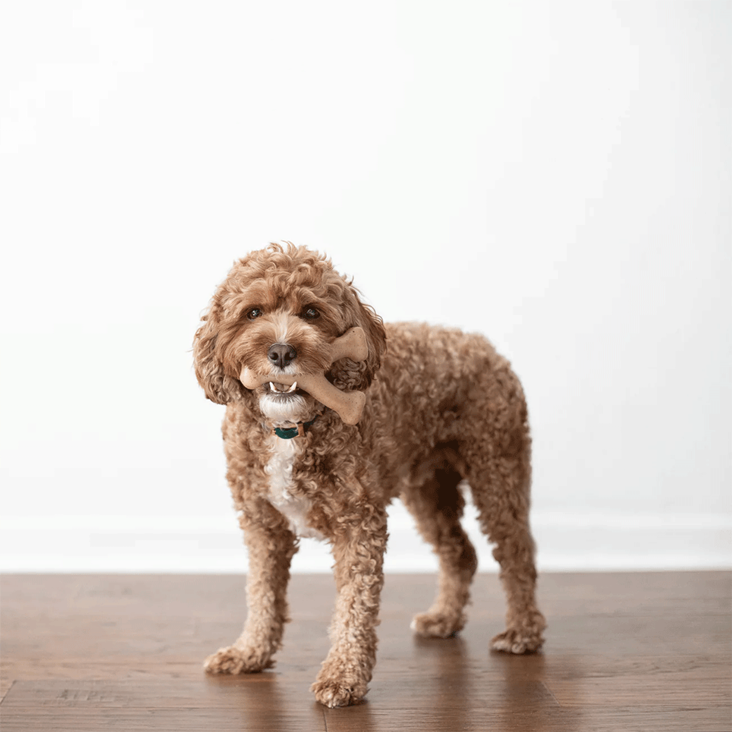 Brinquedo Benebone Wishbone Bacon - cachorro com o brinquedo