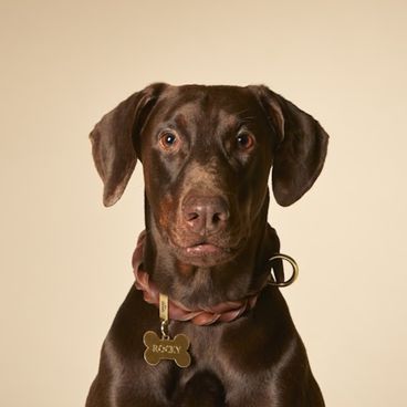 Placa de Identificação Osso Alumínio Preto MyFamily com Pet