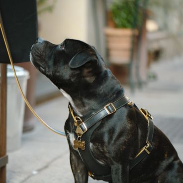 Placa de Identificação Osso Alumínio Preto MyFamily com Pet
