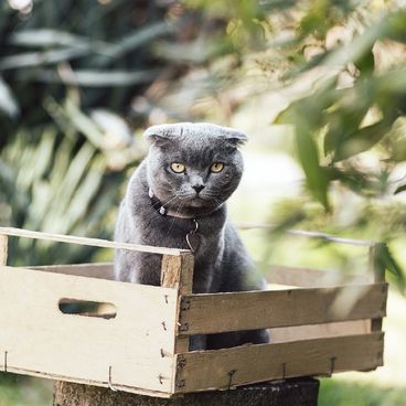 Placa de Identificação Coração Alumínio Vermelho MyFamily  com pet