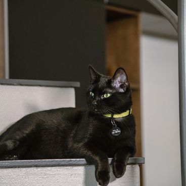 Placa de Identificação Círculo Alumínio Roxo MyFamily com pet