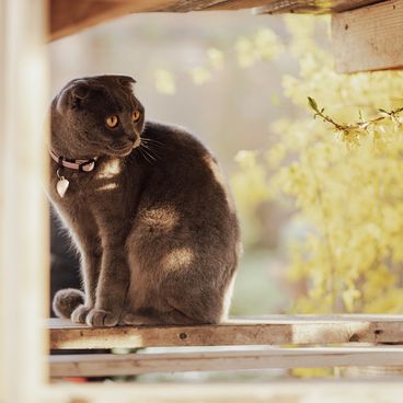 Placa de Identificação Coração Alumínio Preto MyFamily com pet