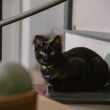 Placa de Identificação Círculo Alumínio Verde MyFamily com pet