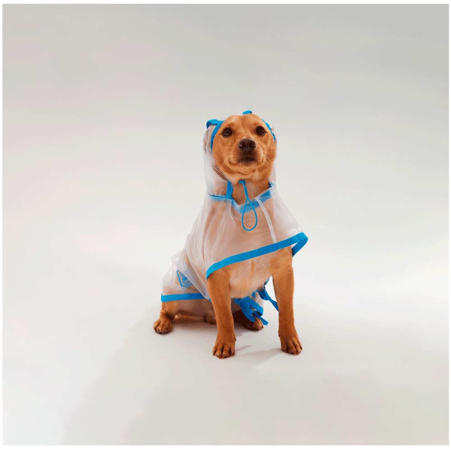 Capa-de-Chuva-para-Cachorro-Azul-Bichinho-Chic-ambientada