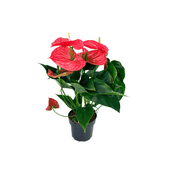 Anthurium Michigan Premium PT17