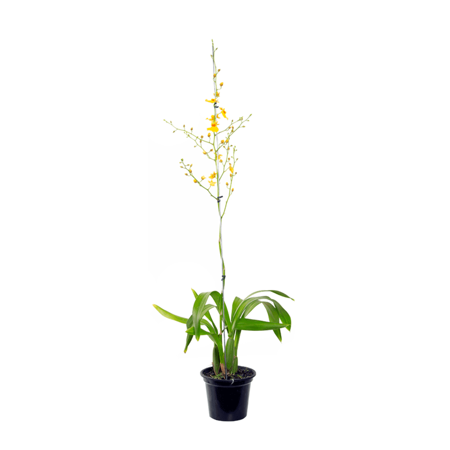 Orquidea-Oncidium-Aloha-Variada-P15-para-retirada-em-loja
