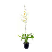 Orquídea Oncidium Aloha Variada P15