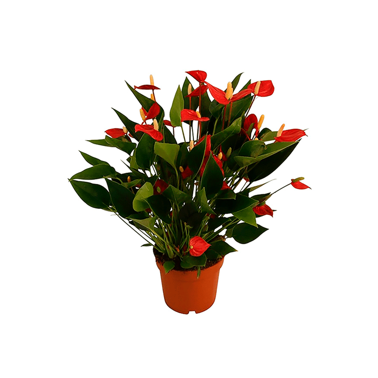 Anthurium-Mini-Million-Flowers-P09-para-retirada-em-loja-