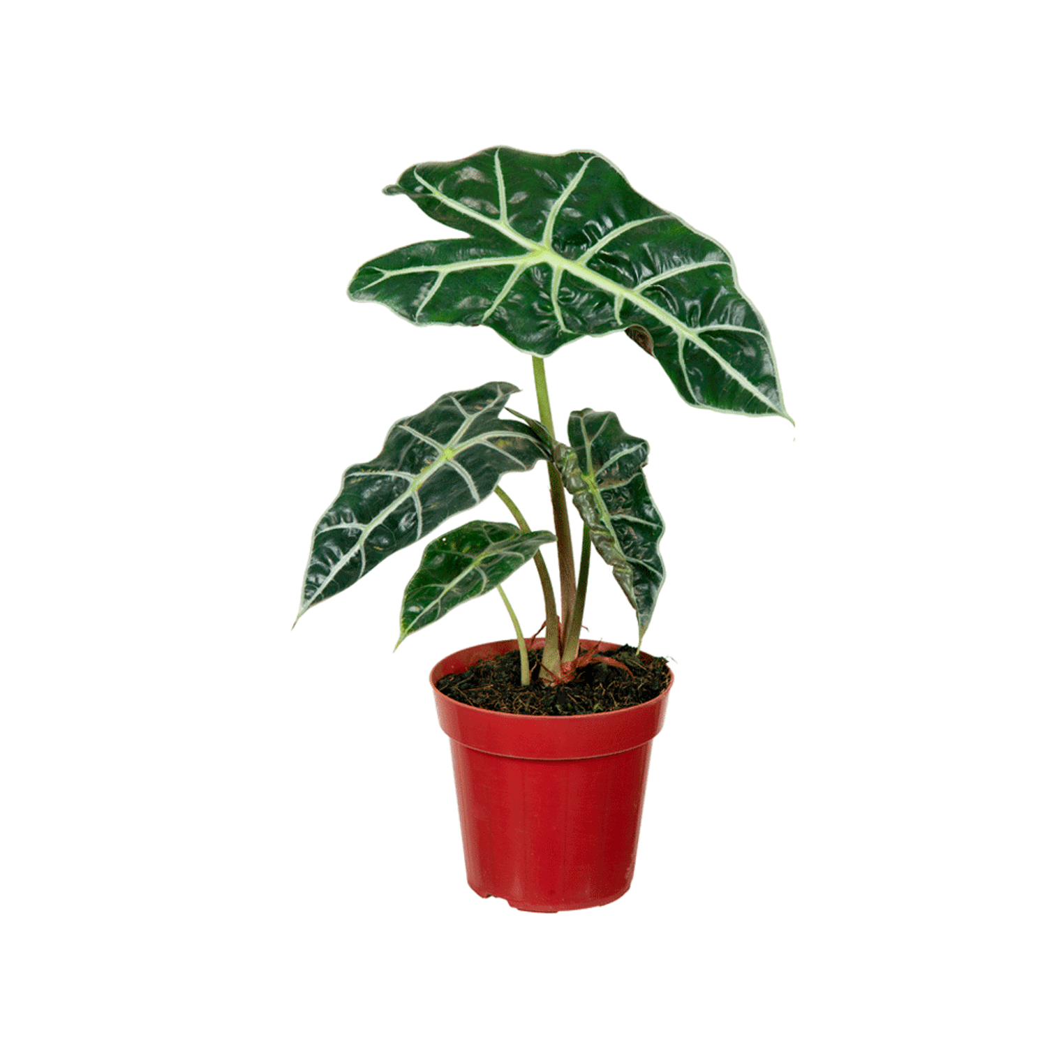 Alocasia-Polly-PT12-para-retirada-em-loja-