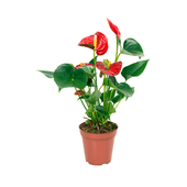 Anthurium Red Success - Antúrio Vermelho Pote 12