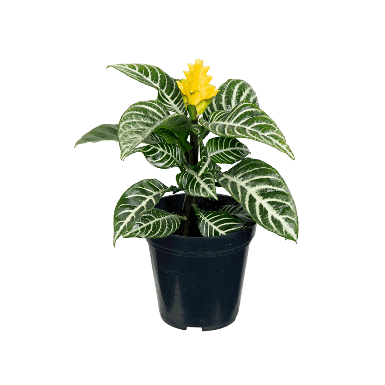 Aphelandra-PT12-para-retirada-em-loja