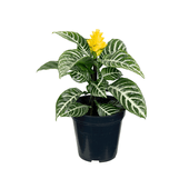 Aphelandra - Afelandra Pote 12