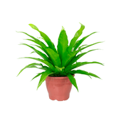 Asplenio Osaka Natural Pote 19