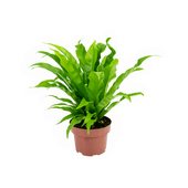 Asplenio Osaka Liso Natural Pote 19