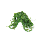 Barba de Moisés - Cabelinho de anjo Cuia 13