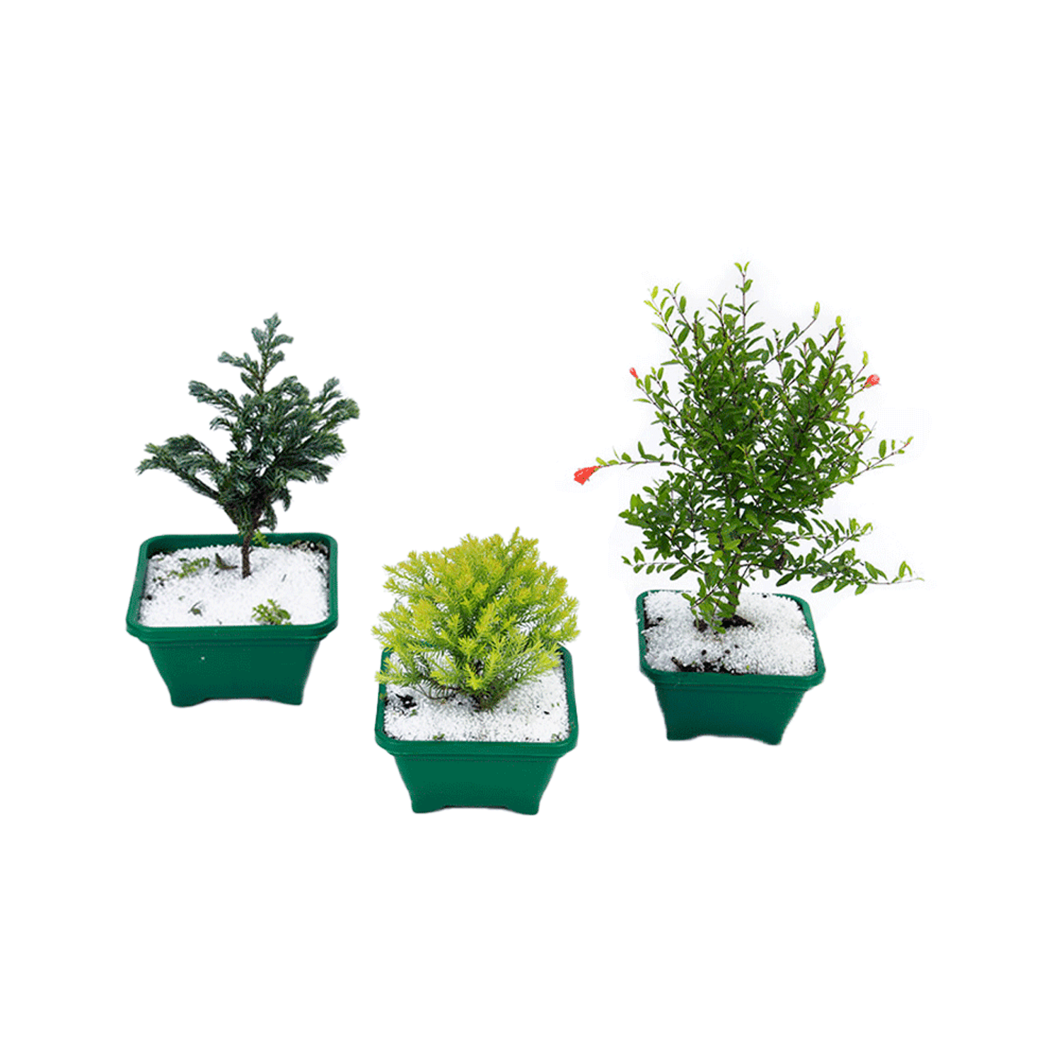 Bonsai-Junior-Vaso-Porcelana-para-retirada-em-loja-