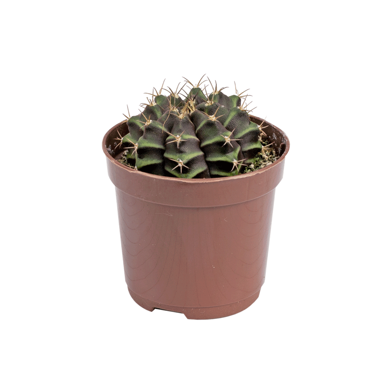 Cacto-Gymnocalycium-PT06-para-retirada-em-loja-