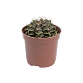 Cacto Gymnocalycium PT06