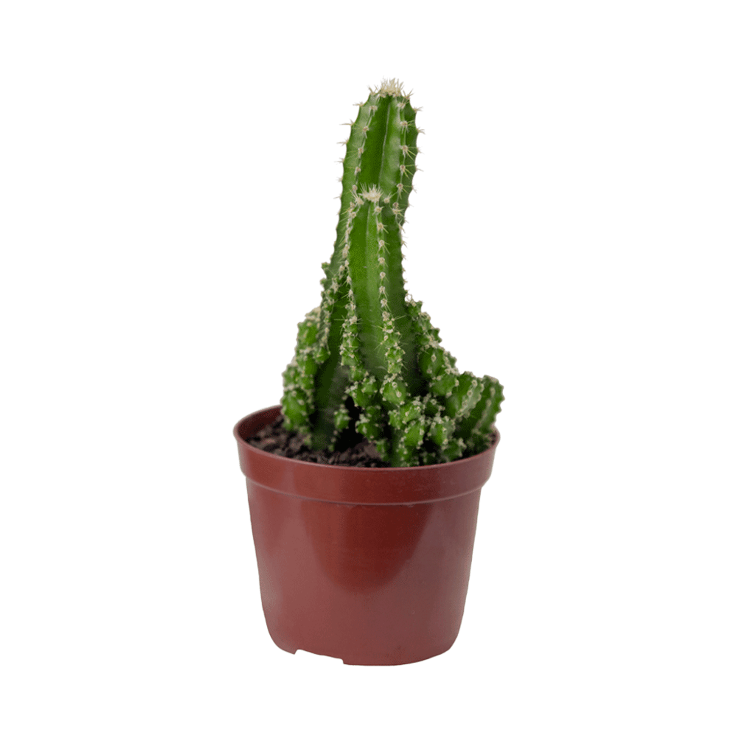 Cacto-Acanthocereus-Tetragonus-P09-para-retirada-em-loja