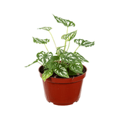 Caladium Mini White Green Pote 11