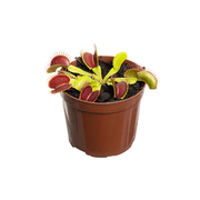 Planta Carnívora Dionaea P09