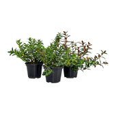 Columeia Peixinho C21