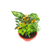 Coquetel Sete Ervas Natural Cuia 21