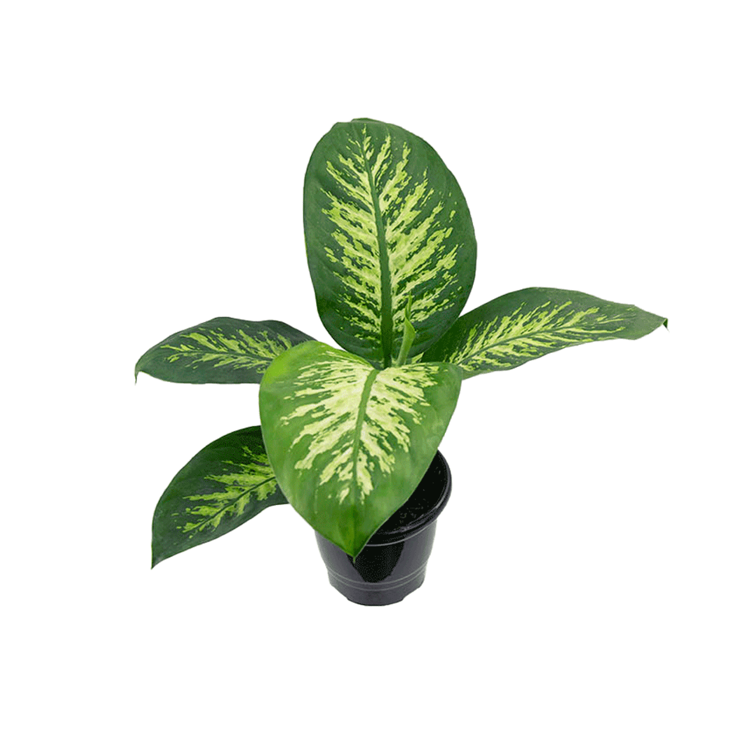 Dieffenbachia-Tropic-Snow-PT17-para-retirada-em-loja-