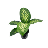 Dieffenbachia Tropic Snow PT17