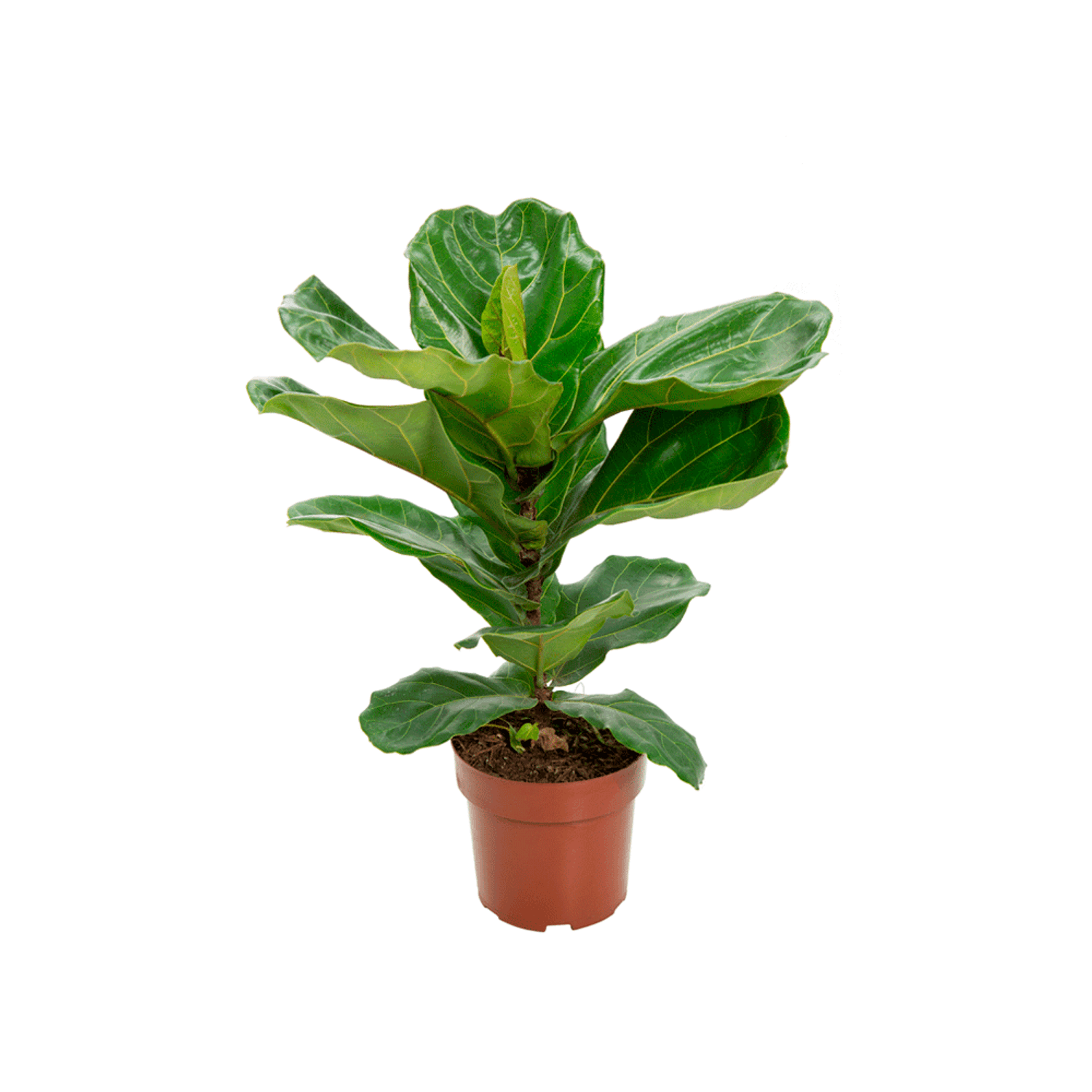Ficus-Lyrata-PT17