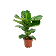 Ficus Lyrata PT17