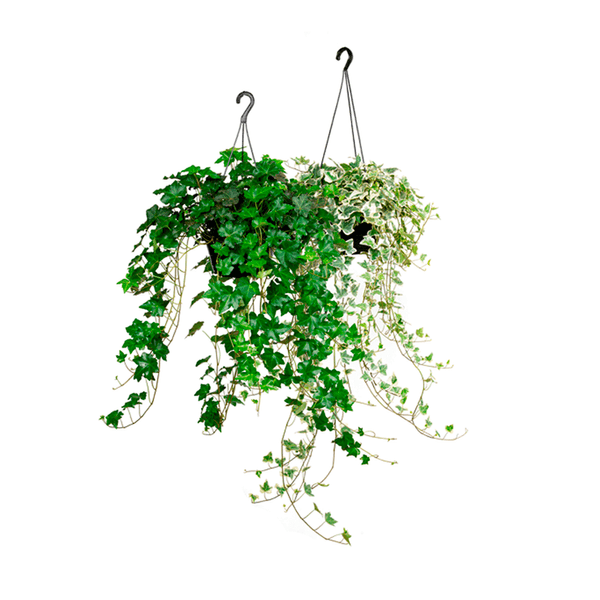 Planta Hedera Natural Variada Cuia 21 Único